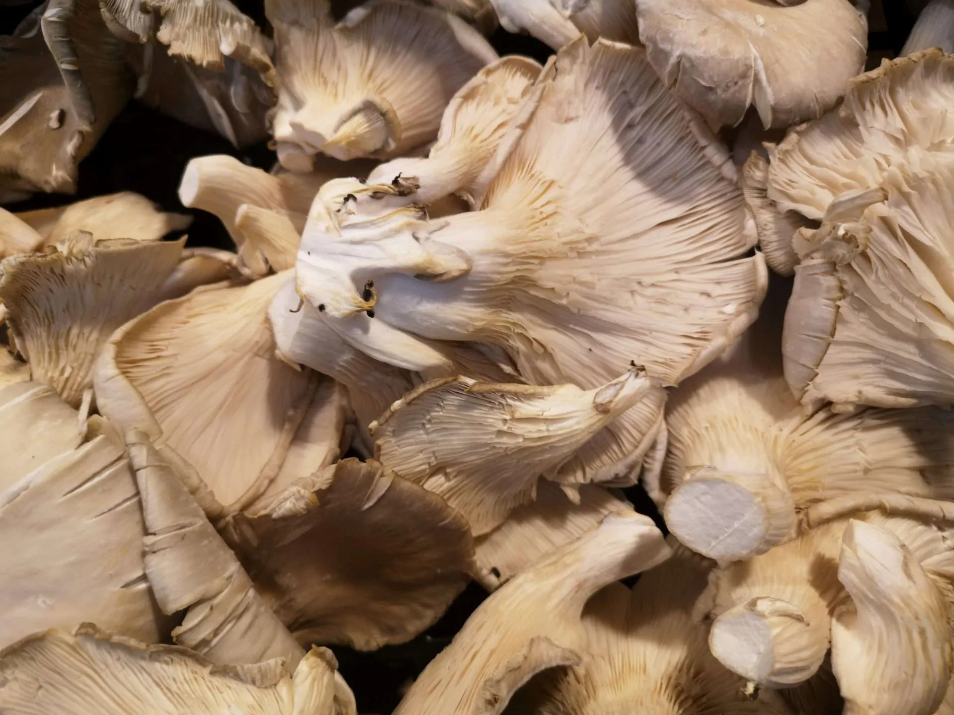 Seta Ostra (Pleurotus) Ecológica (100 grs aprox.) - Imagen 2