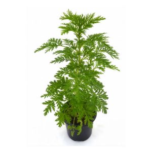 Artemisa Planta Viva (Artemisa Annua). Pàmies Vitae