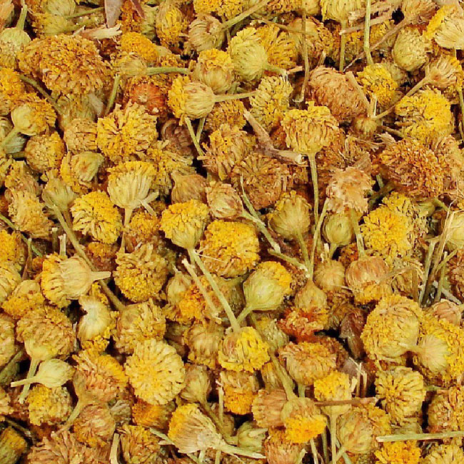 Manzanilla Amarga (Mahón), Flor (Santolina chamaecyparissus L) BIO